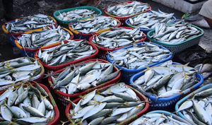 India 2nd largest fish producing country with 8 pc share in global fish production | India 2nd largest fish producing country with 8 pc share in global fish production India 2nd largest fish producing country with 8 pc share in global fish production | India 2nd largest fish producing country with 8 pc share in global fish production