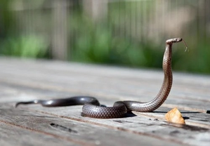 Warning issued over surge in snake bites in northeast Australia | Warning issued over surge in snake bites in northeast Australia