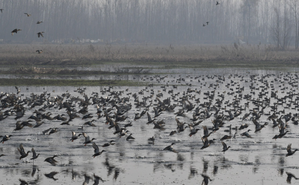 J&K: Asian waterbird census to be conducted across 25 wetlands in Kashmir | J&K: Asian waterbird census to be conducted across 25 wetlands in Kashmir J&K: Asian waterbird census to be conducted across 25 wetlands in Kashmir | J&K: Asian waterbird census to be conducted across 25 wetlands in Kashmir
