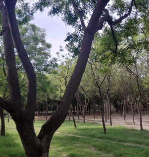 Young man found hanging from tree in Jharkhand's Dumka, family alleges murder | Young man found hanging from tree in Jharkhand's Dumka, family alleges murder Young man found hanging from tree in Jharkhand's Dumka, family alleges murder | Young man found hanging from tree in Jharkhand's Dumka, family alleges murder