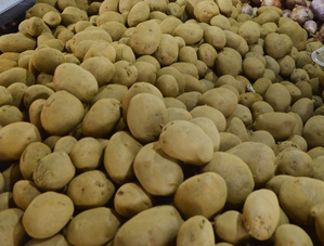 Potato growers in Haryana included in Bhavantar Bharpai Yojana | Potato growers in Haryana included in Bhavantar Bharpai Yojana Potato growers in Haryana included in Bhavantar Bharpai Yojana | Potato growers in Haryana included in Bhavantar Bharpai Yojana