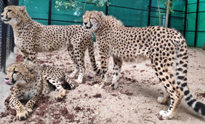 First four of eight cheetahs to be brought to India from Botswana will arrive in May | First four of eight cheetahs to be brought to India from Botswana will arrive in May