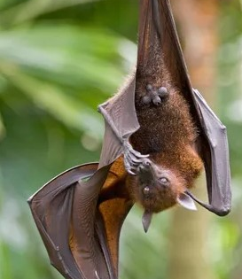New bat coronavirus with human transmission potential discovered in China | New bat coronavirus with human transmission potential discovered in China New bat coronavirus with human transmission potential discovered in China | New bat coronavirus with human transmission potential discovered in China