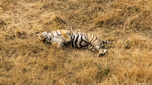 MP: Another tiger found dead in Umaria forest area | MP: Another tiger found dead in Umaria forest area MP: Another tiger found dead in Umaria forest area | MP: Another tiger found dead in Umaria forest area