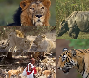 PM Modi calls for wildlife conservation, lauds India's rich biodiversity | PM Modi calls for wildlife conservation, lauds India's rich biodiversity PM Modi calls for wildlife conservation, lauds India's rich biodiversity | PM Modi calls for wildlife conservation, lauds India's rich biodiversity