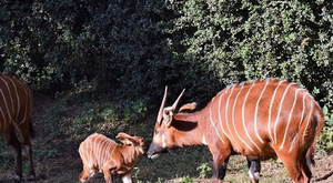 17 rare mountain bongos repatriated to Kenya | 17 rare mountain bongos repatriated to Kenya 17 rare mountain bongos repatriated to Kenya | 17 rare mountain bongos repatriated to Kenya