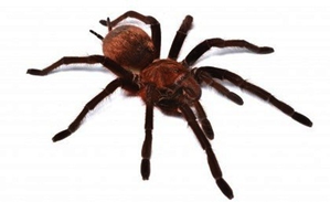 Australians asked to collect, donate dangerous spiders for antivenom programme | Australians asked to collect, donate dangerous spiders for antivenom programme Australians asked to collect, donate dangerous spiders for antivenom programme | Australians asked to collect, donate dangerous spiders for antivenom programme
