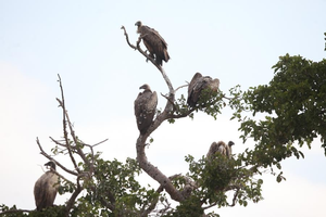 Vultures provide ecosystem services worth $1.8 billion annually in southern Africa: Report | Vultures provide ecosystem services worth $1.8 billion annually in southern Africa: Report Vultures provide ecosystem services worth $1.8 billion annually in southern Africa: Report | Vultures provide ecosystem services worth $1.8 billion annually in southern Africa: Report