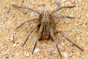 Australians asked to collect, donate dangerous spiders for antivenom programme | Australians asked to collect, donate dangerous spiders for antivenom programme Australians asked to collect, donate dangerous spiders for antivenom programme | Australians asked to collect, donate dangerous spiders for antivenom programme