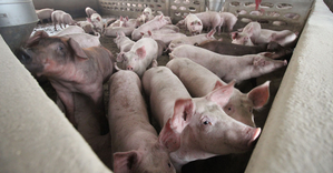 Laos warns of African swine fever outbreak | Laos warns of African swine fever outbreak Laos warns of African swine fever outbreak | Laos warns of African swine fever outbreak