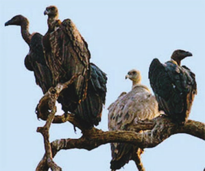 Two-day synchronised vulture census begins in southern states | Two-day synchronised vulture census begins in southern states Two-day synchronised vulture census begins in southern states | Two-day synchronised vulture census begins in southern states