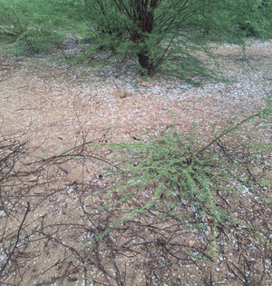 Heavy rains, hailstorm damage crops in parts of Rajasthan | Heavy rains, hailstorm damage crops in parts of Rajasthan Heavy rains, hailstorm damage crops in parts of Rajasthan | Heavy rains, hailstorm damage crops in parts of Rajasthan
