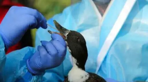 Bird flu confirmed in Bihar's Jehanabad after crow deaths, authorities on high alert | Bird flu confirmed in Bihar's Jehanabad after crow deaths, authorities on high alert Bird flu confirmed in Bihar's Jehanabad after crow deaths, authorities on high alert | Bird flu confirmed in Bihar's Jehanabad after crow deaths, authorities on high alert