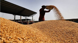 MP puts wheat procurement on hold amid high moisture concerns | MP puts wheat procurement on hold amid high moisture concerns MP puts wheat procurement on hold amid high moisture concerns | MP puts wheat procurement on hold amid high moisture concerns