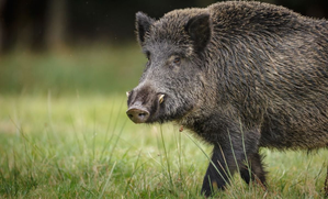 Man killed in wild boar attack in Kerala's Kannur | Man killed in wild boar attack in Kerala's Kannur Man killed in wild boar attack in Kerala's Kannur | Man killed in wild boar attack in Kerala's Kannur