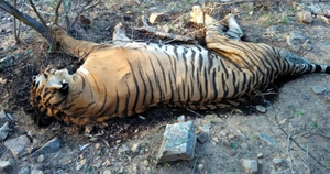 Another tiger found dead in MP, fourth death in a month | Another tiger found dead in MP, fourth death in a month Another tiger found dead in MP, fourth death in a month | Another tiger found dead in MP, fourth death in a month