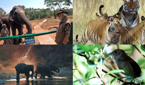 World Wildlife Day 2025: PM Modi Says ‘Let’s Safeguard Species’ Future for Generations to Come’ (Watch Video) | World Wildlife Day 2025: PM Modi Says ‘Let’s Safeguard Species’ Future for Generations to Come’ (Watch Video) World Wildlife Day 2025: PM Modi Says ‘Let’s Safeguard Species’ Future for Generations to Come’ (Watch Video) | World Wildlife Day 2025: PM Modi Says ‘Let’s Safeguard Species’ Future for Generations to Come’ (Watch Video)