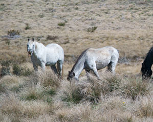 Australian state ends aerial shooting of wild horses | Australian state ends aerial shooting of wild horses Australian state ends aerial shooting of wild horses | Australian state ends aerial shooting of wild horses
