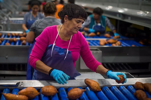 New Zealand's higher meat export prices boost purchasing power on intl stage | New Zealand's higher meat export prices boost purchasing power on intl stage