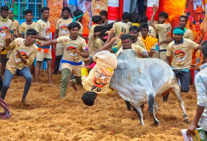 TN Minister Meyyanathan inaugurates Pudukkottai Jallikattu | TN Minister Meyyanathan inaugurates Pudukkottai Jallikattu TN Minister Meyyanathan inaugurates Pudukkottai Jallikattu | TN Minister Meyyanathan inaugurates Pudukkottai Jallikattu