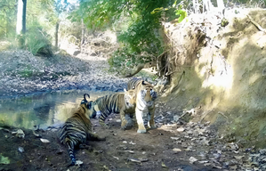 MP CM, Scindia to inaugurate Madhav National Park as 9th tiger reserve today | MP CM, Scindia to inaugurate Madhav National Park as 9th tiger reserve today MP CM, Scindia to inaugurate Madhav National Park as 9th tiger reserve today | MP CM, Scindia to inaugurate Madhav National Park as 9th tiger reserve today
