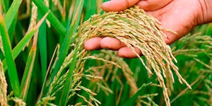 TN delta farmers urge govt to introduce new paddy varieties after Samba crop failure | TN delta farmers urge govt to introduce new paddy varieties after Samba crop failure TN delta farmers urge govt to introduce new paddy varieties after Samba crop failure | TN delta farmers urge govt to introduce new paddy varieties after Samba crop failure