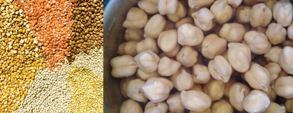 Chickpeas, lentils nutritious than oats, wheat: Study | Chickpeas, lentils nutritious than oats, wheat: Study Chickpeas, lentils nutritious than oats, wheat: Study | Chickpeas, lentils nutritious than oats, wheat: Study
