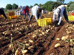 Italian agriculture to bear brunt of US tariffs among EU states: Report | Italian agriculture to bear brunt of US tariffs among EU states: Report Italian agriculture to bear brunt of US tariffs among EU states: Report | Italian agriculture to bear brunt of US tariffs among EU states: Report