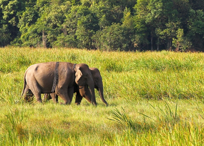 Genetic study estimates 51 rare Asian elephants in Cambodia's northern plains | Genetic study estimates 51 rare Asian elephants in Cambodia's northern plains Genetic study estimates 51 rare Asian elephants in Cambodia's northern plains | Genetic study estimates 51 rare Asian elephants in Cambodia's northern plains