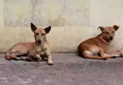 Dog spotted carrying infant's body in MP's Rewa; police zero in on cremation area | Dog spotted carrying infant's body in MP's Rewa; police zero in on cremation area Dog spotted carrying infant's body in MP's Rewa; police zero in on cremation area | Dog spotted carrying infant's body in MP's Rewa; police zero in on cremation area