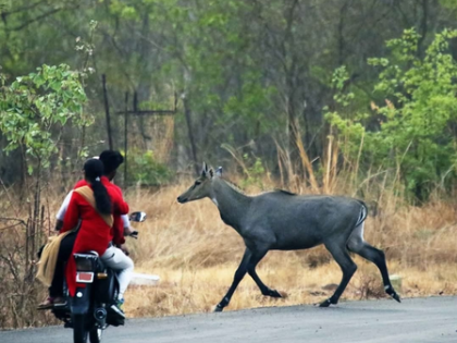 Pinning hopes on Robinson; MP has yet no blueprint for Nilgai | Pinning hopes on Robinson; MP has yet no blueprint for Nilgai Pinning hopes on Robinson; MP has yet no blueprint for Nilgai | Pinning hopes on Robinson; MP has yet no blueprint for Nilgai