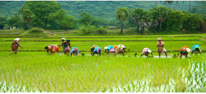 TN farmers to be sent to Japan, China, Vietnam for modern paddy cultivation training: Agriculture Minister | TN farmers to be sent to Japan, China, Vietnam for modern paddy cultivation training: Agriculture Minister TN farmers to be sent to Japan, China, Vietnam for modern paddy cultivation training: Agriculture Minister | TN farmers to be sent to Japan, China, Vietnam for modern paddy cultivation training: Agriculture Minister