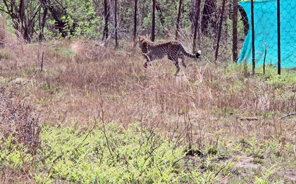 Cheetahs transported from Botswana released at MP's Kuno National Park | Cheetahs transported from Botswana released at MP's Kuno National Park Cheetahs transported from Botswana released at MP's Kuno National Park | Cheetahs transported from Botswana released at MP's Kuno National Park