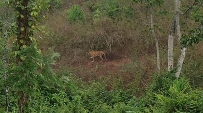 Elusive tiger shot dead after tranquilizer fails in Kerala's Idukki | Elusive tiger shot dead after tranquilizer fails in Kerala's Idukki Elusive tiger shot dead after tranquilizer fails in Kerala's Idukki | Elusive tiger shot dead after tranquilizer fails in Kerala's Idukki