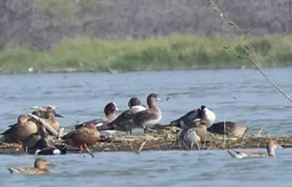 Conservationists urge TN government to declare Samanatham tank a protected site | Conservationists urge TN government to declare Samanatham tank a protected site Conservationists urge TN government to declare Samanatham tank a protected site | Conservationists urge TN government to declare Samanatham tank a protected site