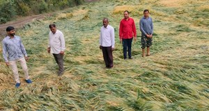 Farmers urged to harvest crops within 3 days as MP braces for turbulent weather | Farmers urged to harvest crops within 3 days as MP braces for turbulent weather Farmers urged to harvest crops within 3 days as MP braces for turbulent weather | Farmers urged to harvest crops within 3 days as MP braces for turbulent weather