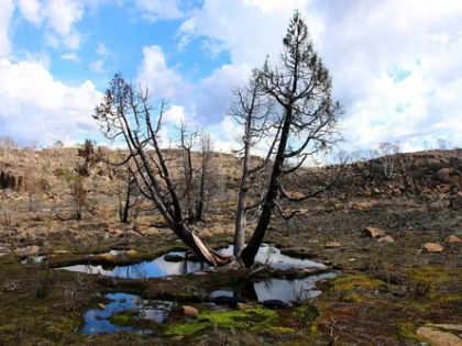 Australian ecosystems facing multiple threats, warns report | Australian ecosystems facing multiple threats, warns report