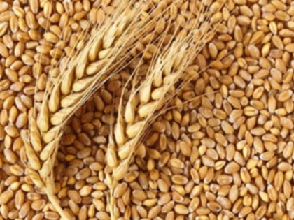 Gujarat govt extends wheat procurement registration deadline for farmers | Gujarat govt extends wheat procurement registration deadline for farmers Gujarat govt extends wheat procurement registration deadline for farmers | Gujarat govt extends wheat procurement registration deadline for farmers