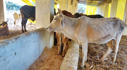 RSS report highlights achievements on tribal welfare, cow protection | RSS report highlights achievements on tribal welfare, cow protection RSS report highlights achievements on tribal welfare, cow protection | RSS report highlights achievements on tribal welfare, cow protection