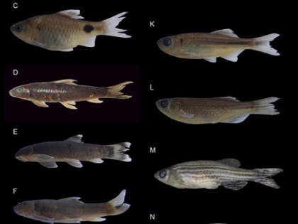 Nagaland varsity researchers collaborate with local community to protect indigenous fish species | Nagaland varsity researchers collaborate with local community to protect indigenous fish species Nagaland varsity researchers collaborate with local community to protect indigenous fish species | Nagaland varsity researchers collaborate with local community to protect indigenous fish species