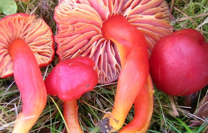 First 1,000 fungi on IUCN Red List reveal growing threats | First 1,000 fungi on IUCN Red List reveal growing threats First 1,000 fungi on IUCN Red List reveal growing threats | First 1,000 fungi on IUCN Red List reveal growing threats