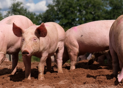 Over 510 pigs killed due to African Swine Fever in Mizoram | Over 510 pigs killed due to African Swine Fever in Mizoram Over 510 pigs killed due to African Swine Fever in Mizoram | Over 510 pigs killed due to African Swine Fever in Mizoram