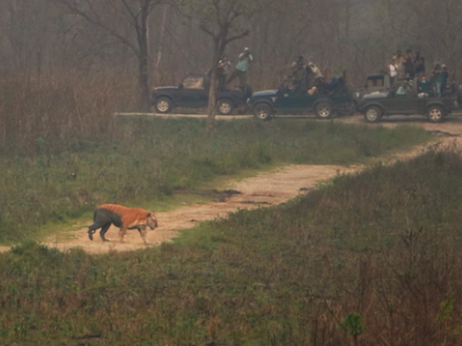 Assam's Kaziranga witnesses an all time high of over 4.06 lakh tourists in 2024-25 | Assam's Kaziranga witnesses an all time high of over 4.06 lakh tourists in 2024-25 Assam's Kaziranga witnesses an all time high of over 4.06 lakh tourists in 2024-25 | Assam's Kaziranga witnesses an all time high of over 4.06 lakh tourists in 2024-25