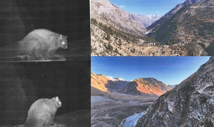 First photographic record of flying squirrel in Himachal | First photographic record of flying squirrel in Himachal First photographic record of flying squirrel in Himachal | First photographic record of flying squirrel in Himachal