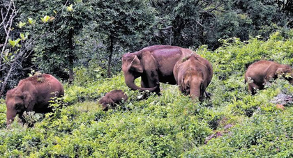TN govt installs AI-powered cameras to monitor elephant movement in Dharmapuri forests | TN govt installs AI-powered cameras to monitor elephant movement in Dharmapuri forests TN govt installs AI-powered cameras to monitor elephant movement in Dharmapuri forests | TN govt installs AI-powered cameras to monitor elephant movement in Dharmapuri forests