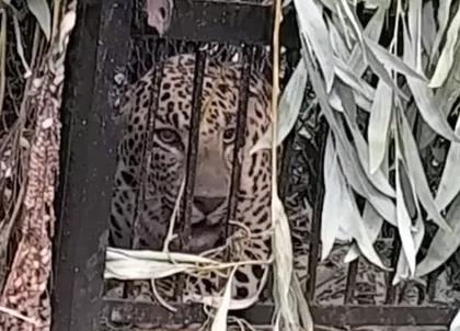Prowling leopard gets trapped in cage on Tirupati’s Sri Venkateswara University campus | Prowling leopard gets trapped in cage on Tirupati’s Sri Venkateswara University campus Prowling leopard gets trapped in cage on Tirupati’s Sri Venkateswara University campus | Prowling leopard gets trapped in cage on Tirupati’s Sri Venkateswara University campus