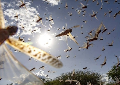 Locust outbreak confirmed in northeastern Namibia | Locust outbreak confirmed in northeastern Namibia Locust outbreak confirmed in northeastern Namibia | Locust outbreak confirmed in northeastern Namibia