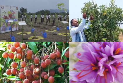 Apple farming in K'taka, saffron in Kerala: PM Modi showcases India's green success stories | Apple farming in K'taka, saffron in Kerala: PM Modi showcases India's green success stories Apple farming in K'taka, saffron in Kerala: PM Modi showcases India's green success stories | Apple farming in K'taka, saffron in Kerala: PM Modi showcases India's green success stories