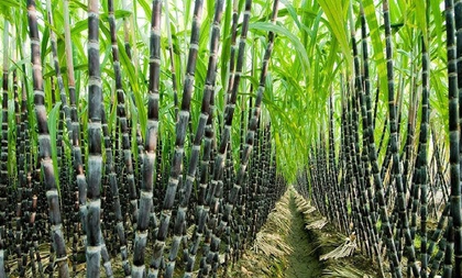 Centre hikes fair price for sugarcane to Rs 355 a quintal, 5 crore farmers to gain | Centre hikes fair price for sugarcane to Rs 355 a quintal, 5 crore farmers to gain Centre hikes fair price for sugarcane to Rs 355 a quintal, 5 crore farmers to gain | Centre hikes fair price for sugarcane to Rs 355 a quintal, 5 crore farmers to gain
