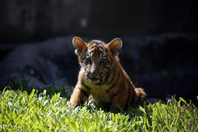 Seven-month-old tiger cub dies in Pench Tiger reserve | Seven-month-old tiger cub dies in Pench Tiger reserve Seven-month-old tiger cub dies in Pench Tiger reserve | Seven-month-old tiger cub dies in Pench Tiger reserve